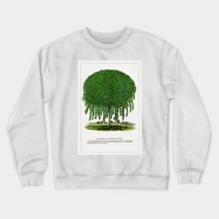 Kilmarnock Weeping Willow Tree lithograph (1900) Crewneck Sweatshirt